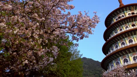 4k cherry blossom sakura flower at tian yuan gong temple in taipei. taiwan