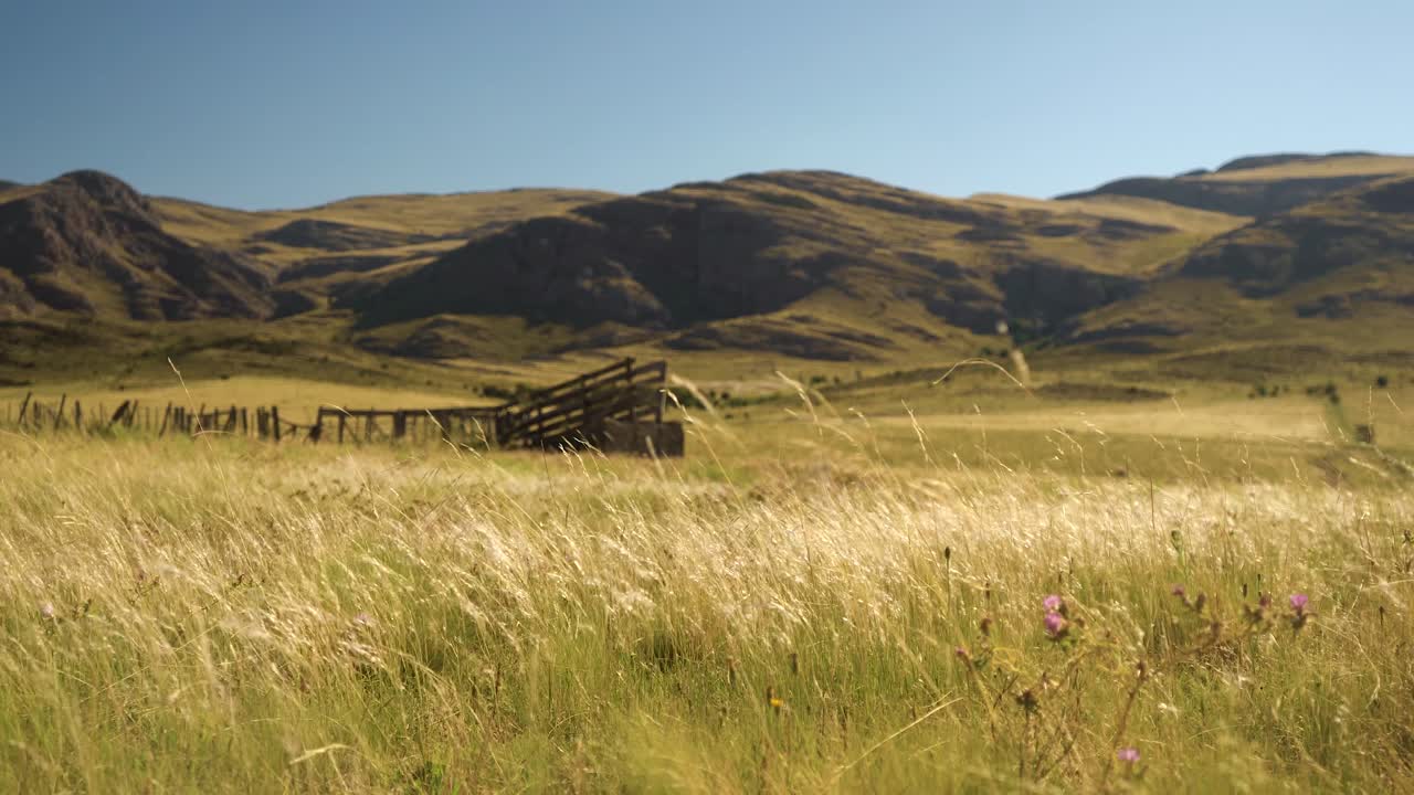 rancho agrícola argentino, pastos de pastizales ventosos en sudamérica