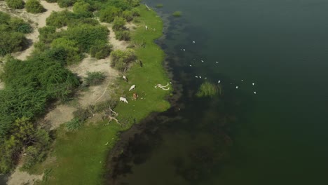 Wunderschönes-Filmartiges-Video-Von-Wilden-Tieren-In-Ihrem-Natürlichen-Lebensraum,-Die-Wasser-Trinken-Und-über-Den-Botar-See-In-Sanghar,-Pakistan,-Fliegen