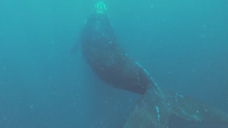 ballena franca austral nadando libremente en el océano azul