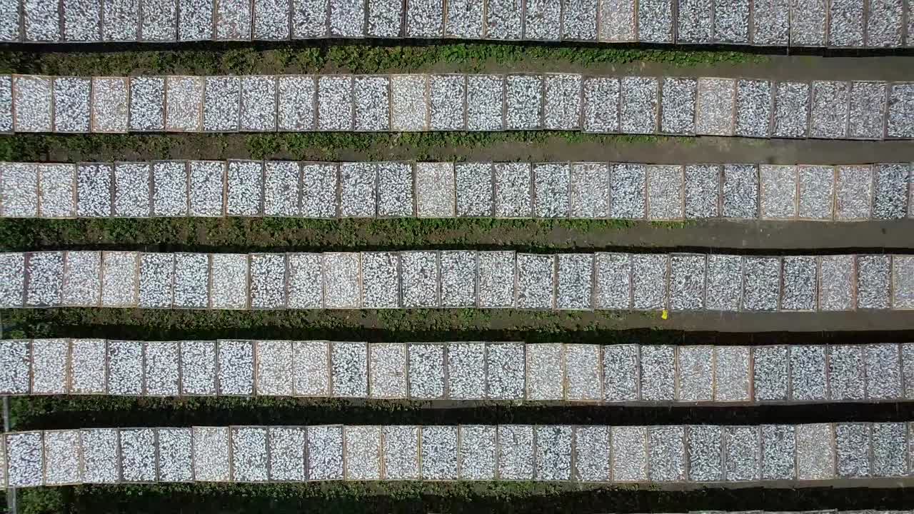 공중 사진은 전통적인 식품 보존의 활기차고 향기로운 디스플레이를 만드는 빛 아래 고있는 트레이에 배열 된 건조 된 물고기의 매혹적인 시야를 포착합니다.