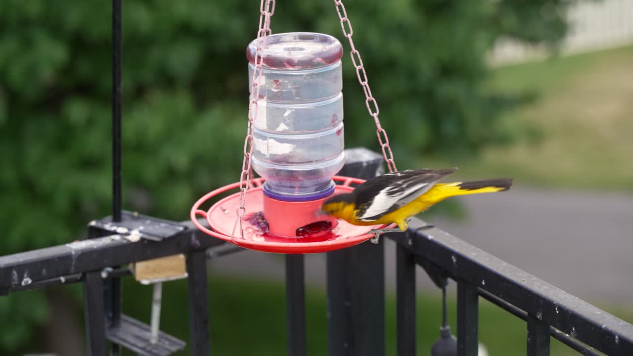 A Male Bullock's oriole eating jelly from a bird feeder - parallax sliding panning motion