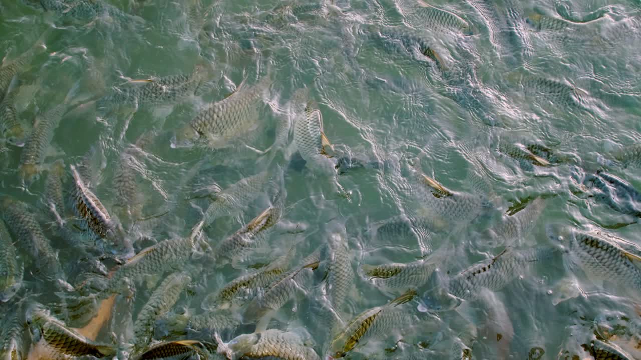 물고기들은 수영장 가장자리에서 입을 크게 벌리고 먹이를 구하러 옵니다.