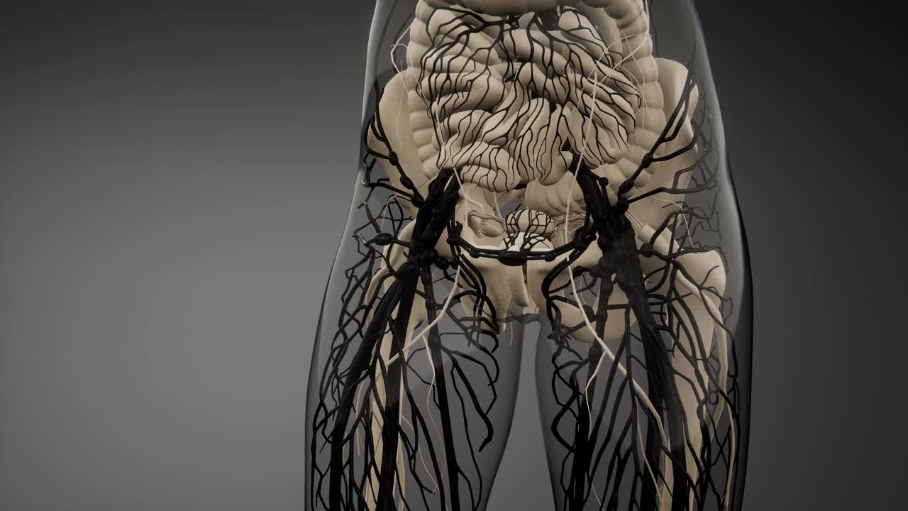 vasos sanguíneos del cuerpo humano