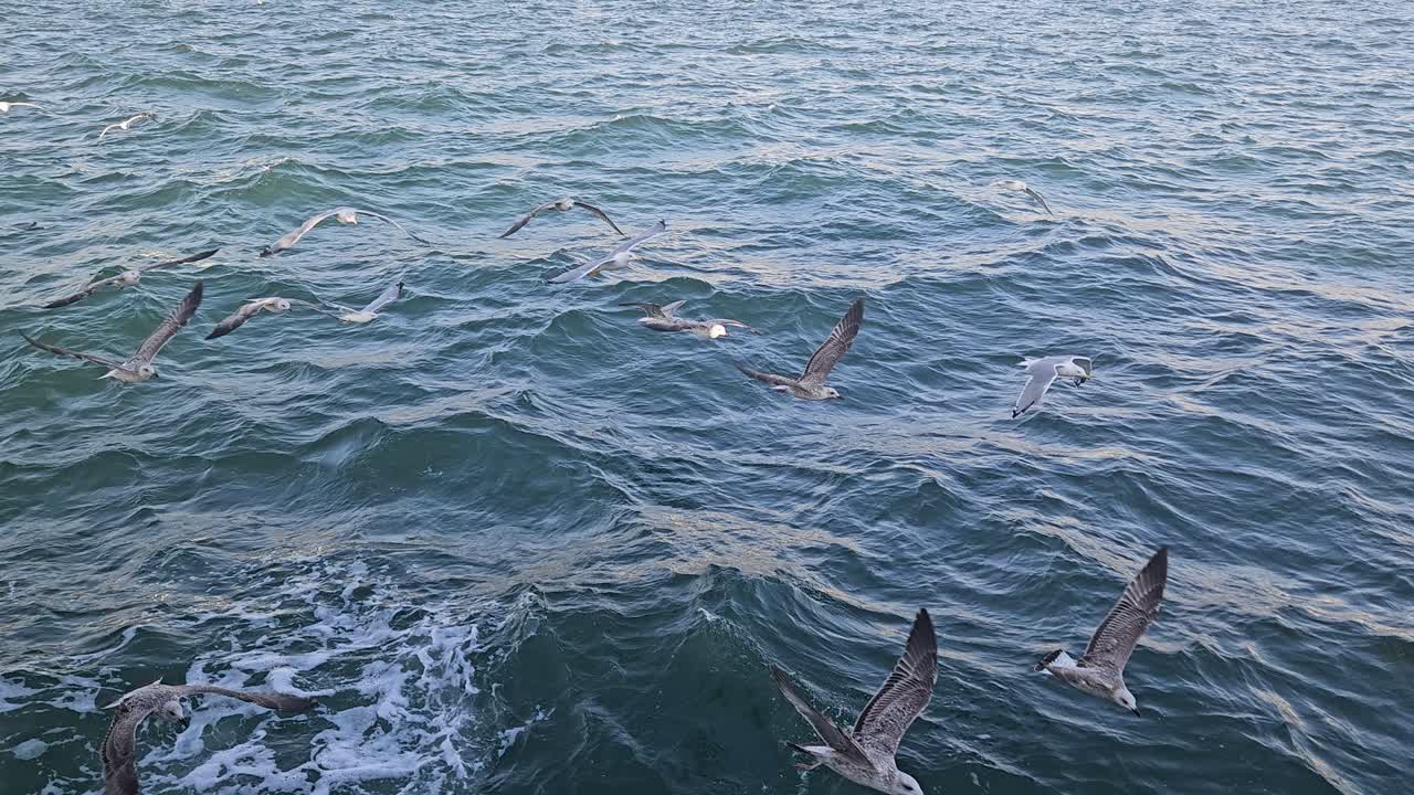 A group of seabirds gliding close to the surface of ocean waves, wings extended as they skim the water in search of food across the rolling open waters under daylight conditions