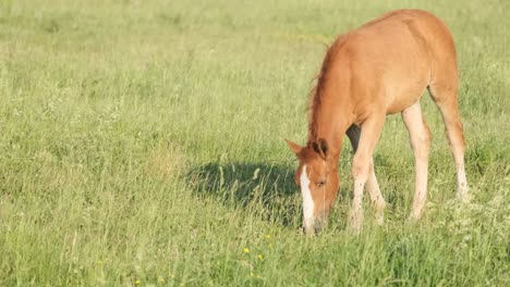 a young foal walks on a green meadow a young foal walks on a green meadow a young brown grasshopper grazes on a meadow video
