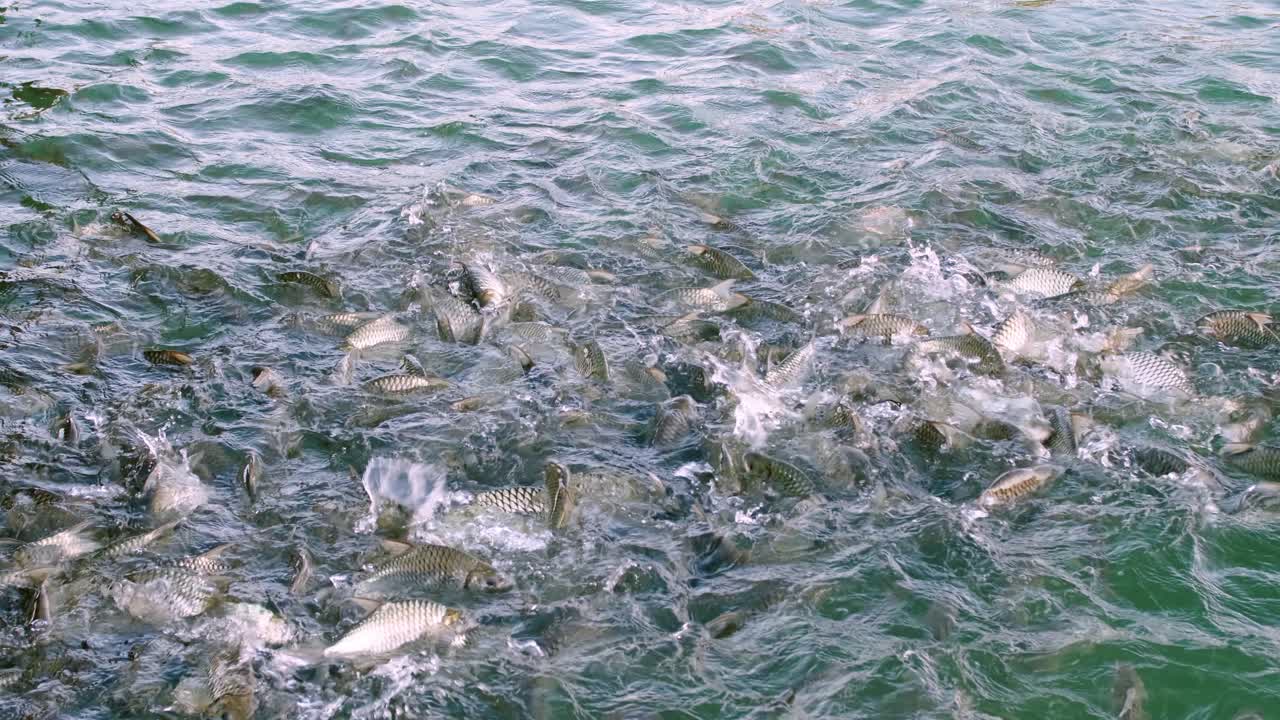 물고기들은 수영장 가장자리에서 입을 크게 벌리고 먹이를 구하러 옵니다.