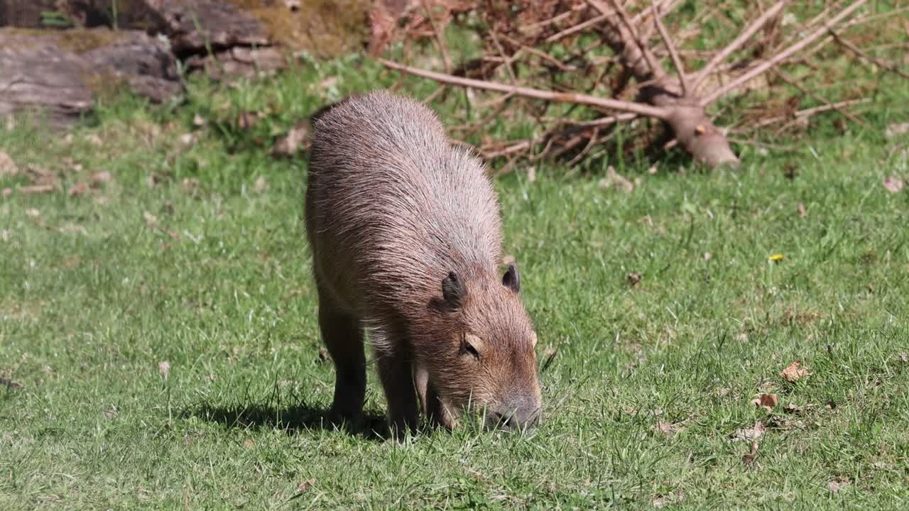 Relaxed Capybara: A brief insight into his peaceful behavior