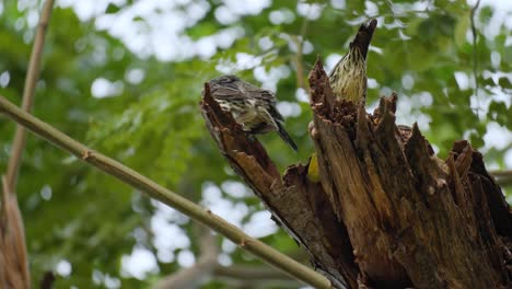 Two-Young-Asian-Glossy-Starlings-Perched-at-Nest-in-Rotten-Tree-Branch