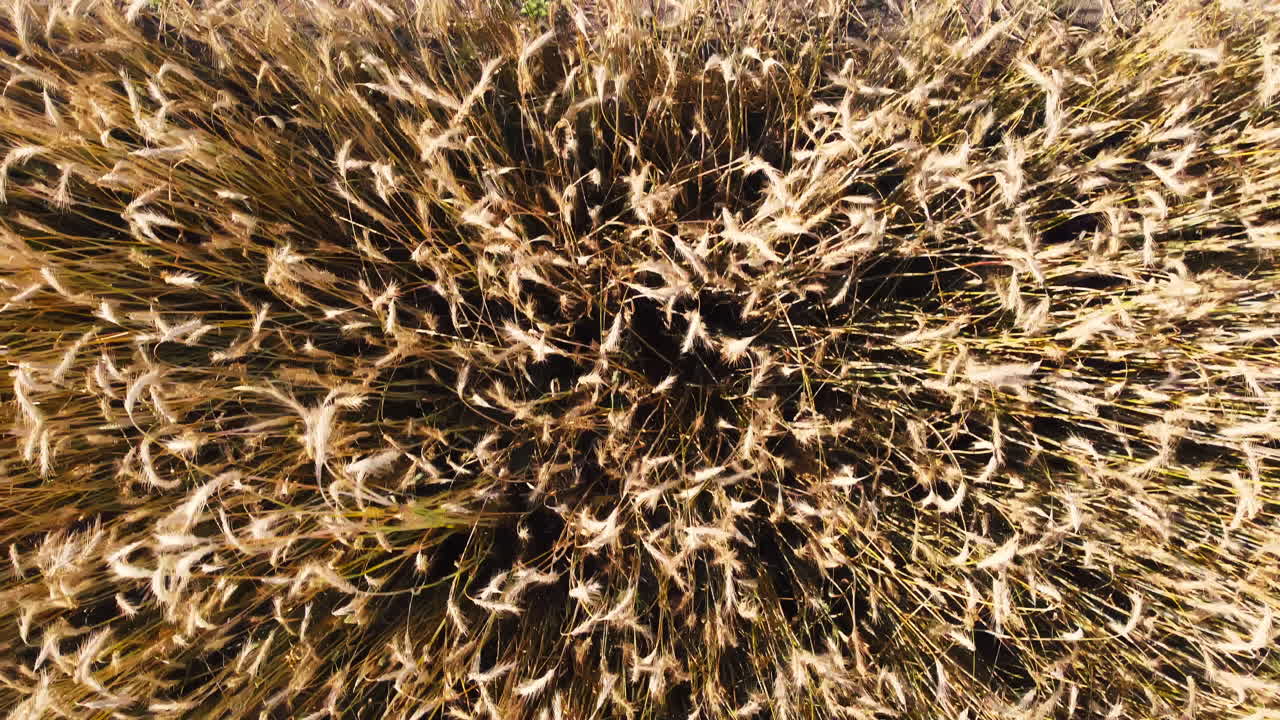 A fast flight over a ripe wheat field, top down drone shot