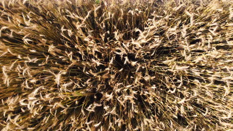 a fast flight over a ripe wheat field, top down drone shot