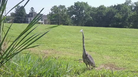 grey-heron-bird