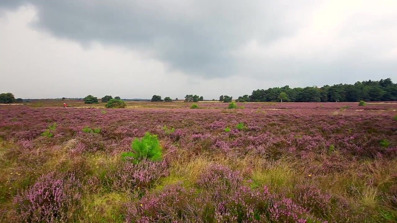 El Elspeetsche Heide es una reserva natural de 768 hectáreas, ubicada al norte de Elspeet en el municipio de Nunspeet, Gelderland.