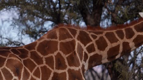 Giraffe-Muster-Nahaufnahme-Schwenk-Nach-Oben-Zum-Gesicht-Essen-Blätter