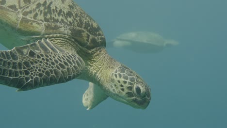 un primer plano de una tortuga verde en peligro de extinción mientras se desliza sin esfuerzo por el agua