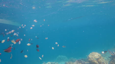 cinematic underwater shot of a colorful fish swarm beneath a boat and close to a coral reef in clear waters on a bright and sunny day in 4k, 120 fps, slomo