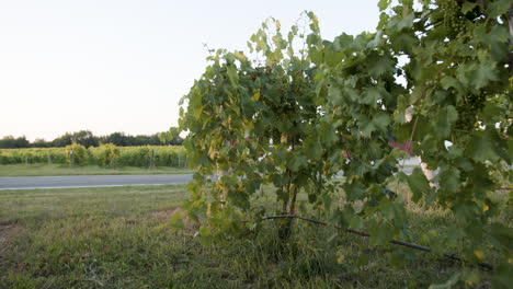 Naturaleza-Hermoso-Viñedo-Verde-De-Vides-Con-Tomas-De-Uvas-Verdes