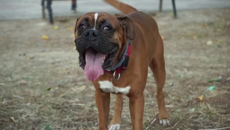 Happy-brown-Boxer-dog-with-tongue-out-runs-towards-camera,-slow-motion