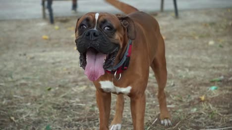 Perro-Boxeador-Marrón-Feliz-Con-La-Lengua-Fuera-Corre-Hacia-La-Cámara,-Cámara-Lenta