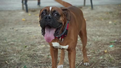 perro boxeador marrón feliz con la lengua fuera corre hacia la cámara, cámara lenta