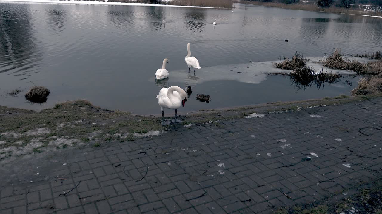 gansos blancos nadando en el lago, un ganso tratando de encontrar comida, patos flotando en el río