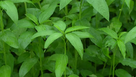 jute has been cultivated in vast fields.