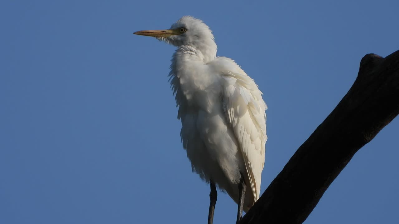 나무에 흰 왜가리 ..