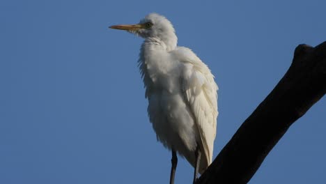 white heron in tree ..