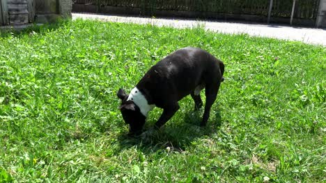 sideways moving shot of a staffordshire bullterrier playing with a stick and ripping out grass