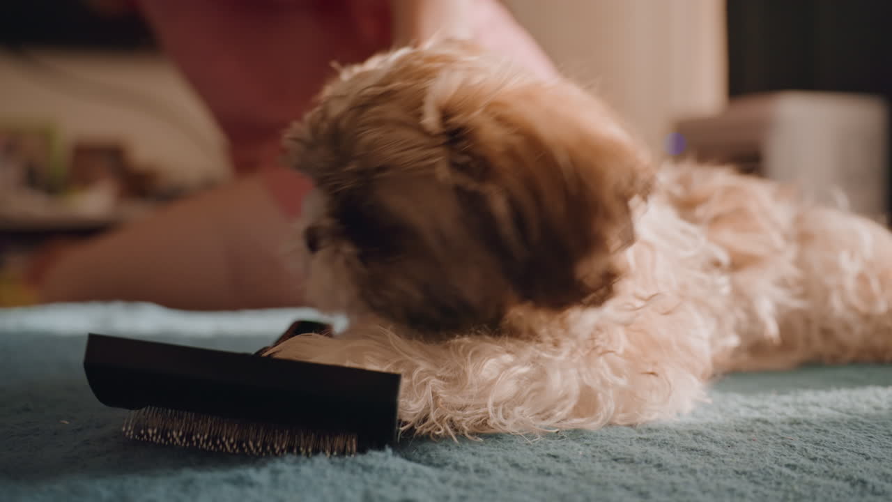 Puppy Being Groomed By White Owner, Hands Gently Brushing Fur On Blue Towel, Bedroom Setting With Warm Sunlight, Tender Styling Of Face Hair, Calm Domestic Bonding, Intimate Petcare Moment, Playful
