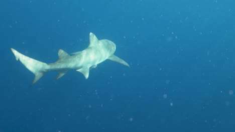 close-up of a lone shark gliding through open ocean waters, highlighting its smooth movement and streamlined body