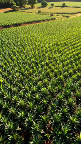 aerial view of a lush pineapple plantation