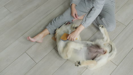 the owner combs the fur of his beloved dog, sitting on the floor in the house