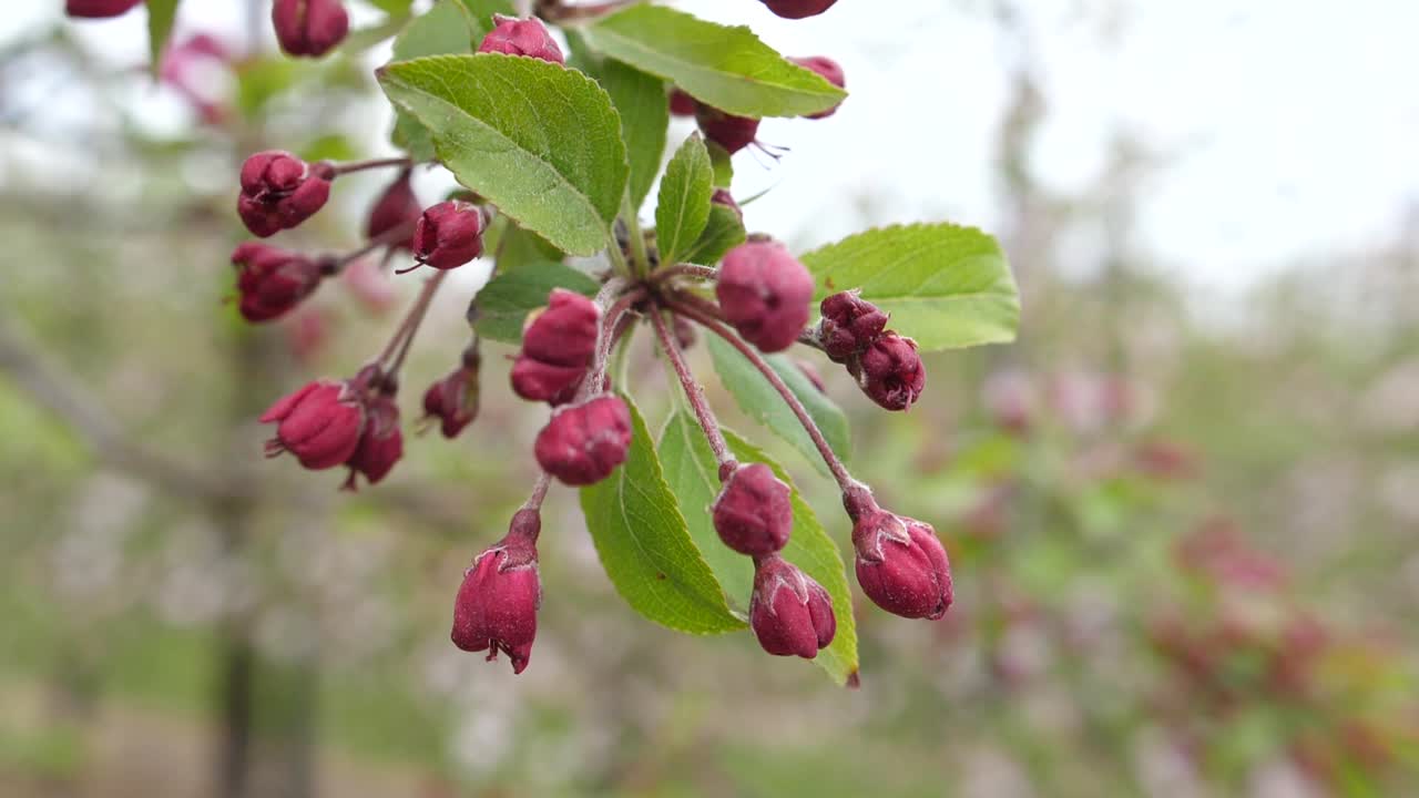 Crabapple trees are pollinators for apple trees in Kent apple farms