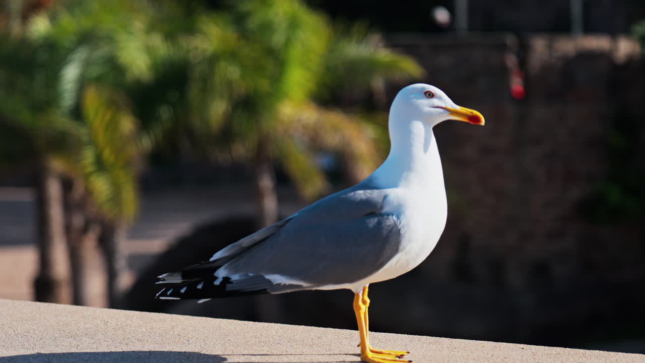 Close up of a seagull walking on a ledge with a blurred view of palm trees on a sunny day