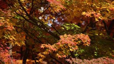 ramas de arce de otoño con hojas de color naranja, amarillo y rojo en el bosque de noviembre