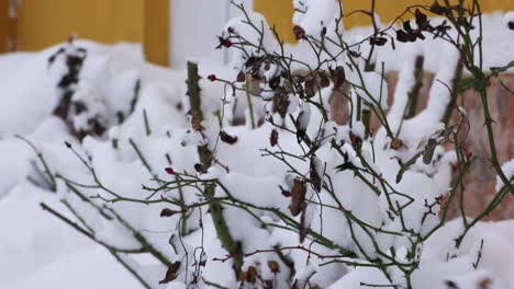 Getrocknete,-Blattlose-Pflanze,-Bedeckt-Mit-Neuschnee