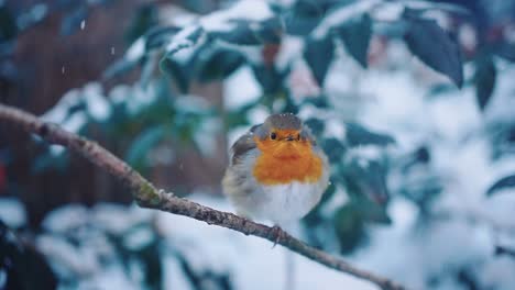 lone robin bird on a branch with snow falling, slow camera movement