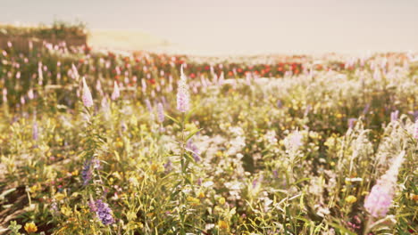 campo de flores en verano