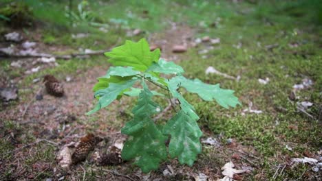 small young oak start growing