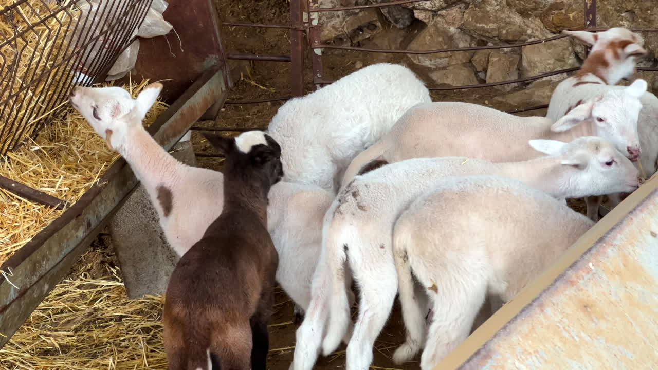 Piccoli agnelli, cuccioli di animali che mangiano in una fattoria in Spagna, dalla fattoria alla tavola, allevamento ecologico, ripresa 4K.