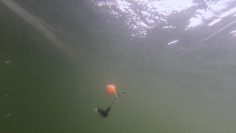 black bait with double orange spinner and white tail dragged by skilled angler - underwater shot