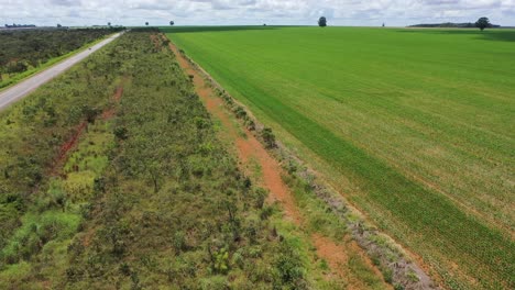 A-large-field-of-crops-far-into-the-distance-where-the-Brazilian-savannah-used-to-border-the-rainforest---aerial-view-of-deforested-land