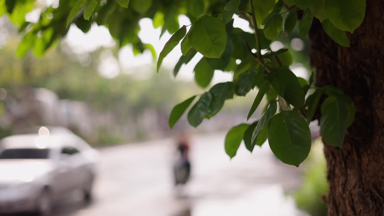 Street scene with trees and vehicles