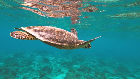 Green-turtle-also-know-as-Hawksbill-turtle-rising-to-the-surface-of-the-water-to-breathe-in-the-turquoise-sea-water-of-Gili-islands-in-Indonesia