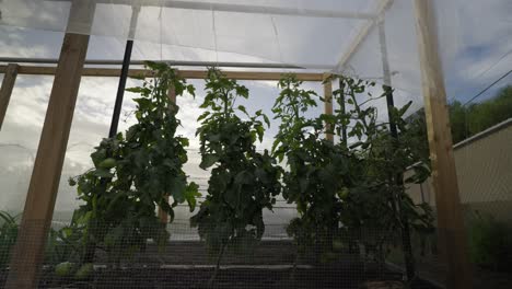 tomato plants growing up trellis.