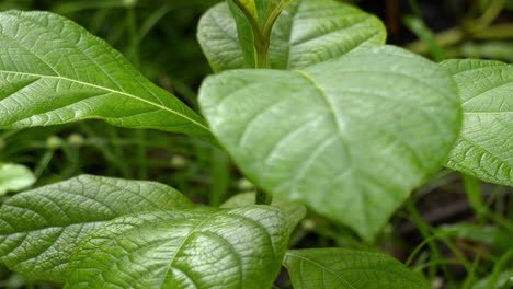 Teakbaum-Ist-Ein-Tropischer-Hartholzbaum-Plantage-Teakholz-Familie-Lamiaceae