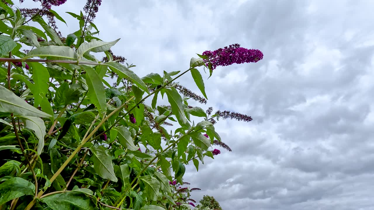 una rama se mueve suavemente en el viento