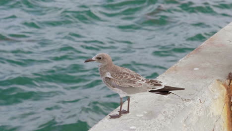 seagull flying to the ocean