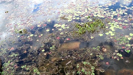 small fish swimming in the pond